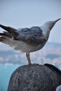 Seagull Sitting on a Wall