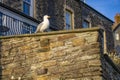 Seagull sitting on wall in sunlight in coastal town