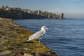 Seagull watching the blue ocean Royalty Free Stock Photo