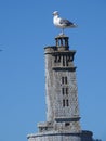 Seagull sitting on wood lighthouse