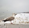 Seagull sitting on wooden bord