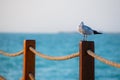 Seagull sitting on the wooden fence on the beach at sunset Royalty Free Stock Photo