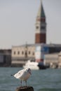 seagull sitting on a wooden pole with a bokeh background of the famous tower on san marco square in Venice Royalty Free Stock Photo