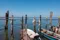 Pellestrina - Seagull sitting on wooden pole in city of Venice, Veneto, Northern Italy, Europe. Royalty Free Stock Photo