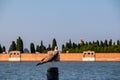 Venice - A seagull sitting on a wooden pole in city of Venice, Veneto, Northern Italy, Europe Royalty Free Stock Photo
