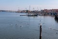 Sottomarina - Seagull sitting on wooden pole in city of Venice, Veneto, Northern Italy, Europe. Royalty Free Stock Photo