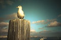 Seagull sitting on a wooden post on the coast at sunset Royalty Free Stock Photo