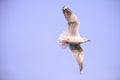 Seagull in sky Royalty Free Stock Photo