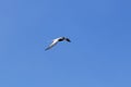 Seagull in the sky. The bird flies in the sky. A sea bird a seagull is flying across the sky. Photo of a bird in flight Royalty Free Stock Photo