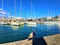 Seagull, sky, freedom, water, shadow and harbour