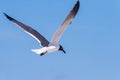 Seagull Soaring Above Johnson Beach National Seashore