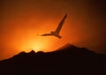 Seagull soaring above sunrise Royalty Free Stock Photo