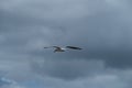 Seagull soaring against dramatic cloudy sky, symbolizing freedom and tranquility Royalty Free Stock Photo