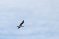 Seagull soaring through the air as the winds hits hard