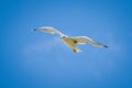Seagull is soaring in the blue sky