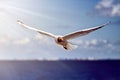 A seagull, soaring in the blue sky flying over the sea. Royalty Free Stock Photo