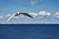 A seagull, soaring in the blue sky flying over the sea. Royalty Free Stock Photo