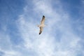 Seagull soaring in the blue sky, freedom concept Royalty Free Stock Photo