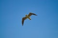 Seagull soaring in the blue sky