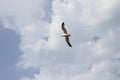 A Seagull soaring in a blue sky with white clouds Royalty Free Stock Photo