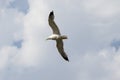A Seagull soaring in a blue sky with white clouds Royalty Free Stock Photo
