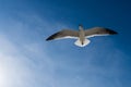 Seagull soaring through a bright blue sky above fluffy white clouds Royalty Free Stock Photo