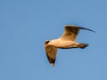 Seagull soaring through a clear blue sky, wings spread wide as it catches an updraft of air