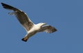 Seagull soaring through a clear blue sky, wings spread wide as it catches an updraft of air Royalty Free Stock Photo