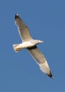 Seagull soaring through a clear blue sky, wings spread wide as it catches an updraft of air Royalty Free Stock Photo