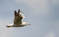 Seagull soaring through a clear blue sky, wings spread wide as it catches an updraft of air