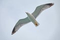 Sevan`s seagull fly Royalty Free Stock Photo
