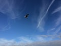 Seagull soaring Royalty Free Stock Photo