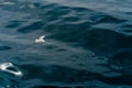 Seagull Soaring Over Dark Blue Ocean Royalty Free Stock Photo