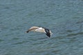 Seagull soaring over water