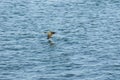 Seagull soaring over water