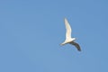 Seagull soaring in the sky