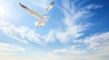 A seagull, soaring in the sky, seagull in flight on blue sky background