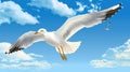 A seagull, soaring in the sky, seagull in flight on blue sky background