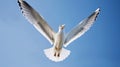 A seagull, soaring in the sky, seagull in flight on blue sky background