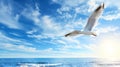 A seagull, soaring in the sky, seagull in flight on blue sky background