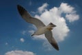 a seagull flying high up in the sky with it's wings extended
