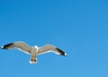 Seagull soaring in the wind Royalty Free Stock Photo