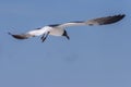 Seagull Soaring Above Johnson Beach National Seashore