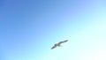 Seagull soars into the blue sky and hovers in the open space. Slow motion