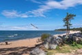 A seagull soars in the blue sky over the turquoise waters of Lake Baikal. Goryachinsk village, Buraytia, Russia