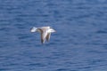 Seagull soars in flight