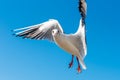A seagull soars overhead on a clear blue sky day. Seagull on a blue background. Royalty Free Stock Photo