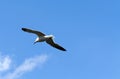 Seagull soars through the sky