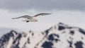 The seagull soars in the sky