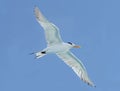 Seagull Soars on a Sunny Day in South Florida